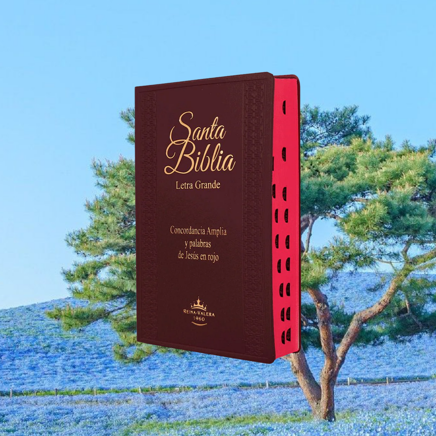 BIBLIA LETRA GRANDE CON ÍNDICE